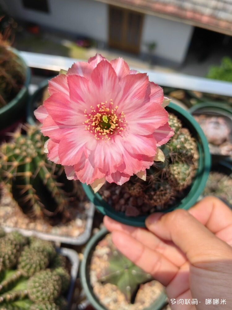 仙人球花各种美