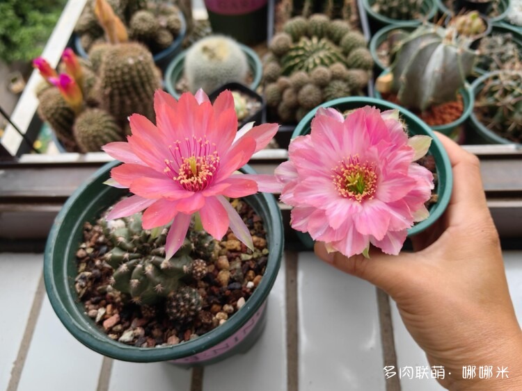 仙人球花各种美