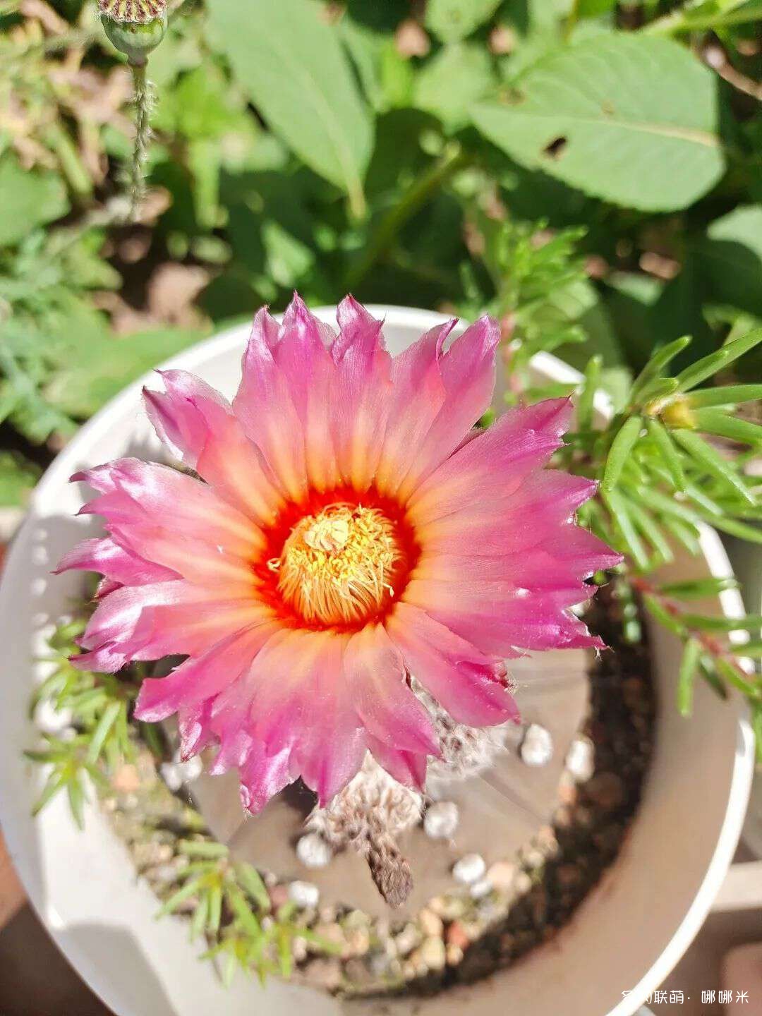 仙人球花各种美