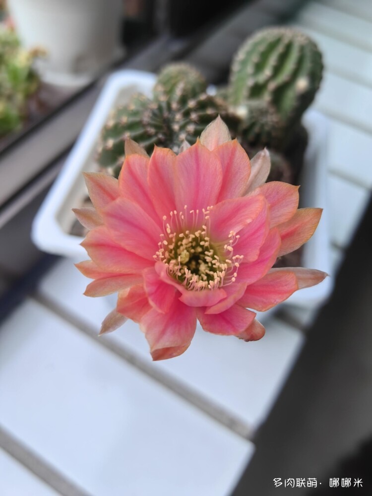 仙人球花各种美