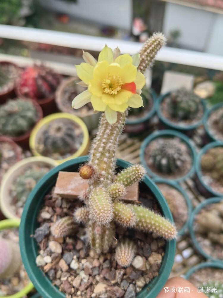 仙人球花各种美