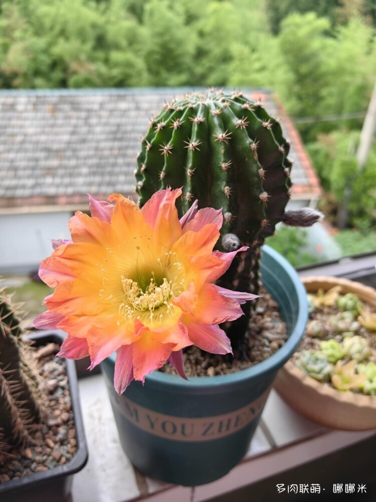 仙人球花各种美