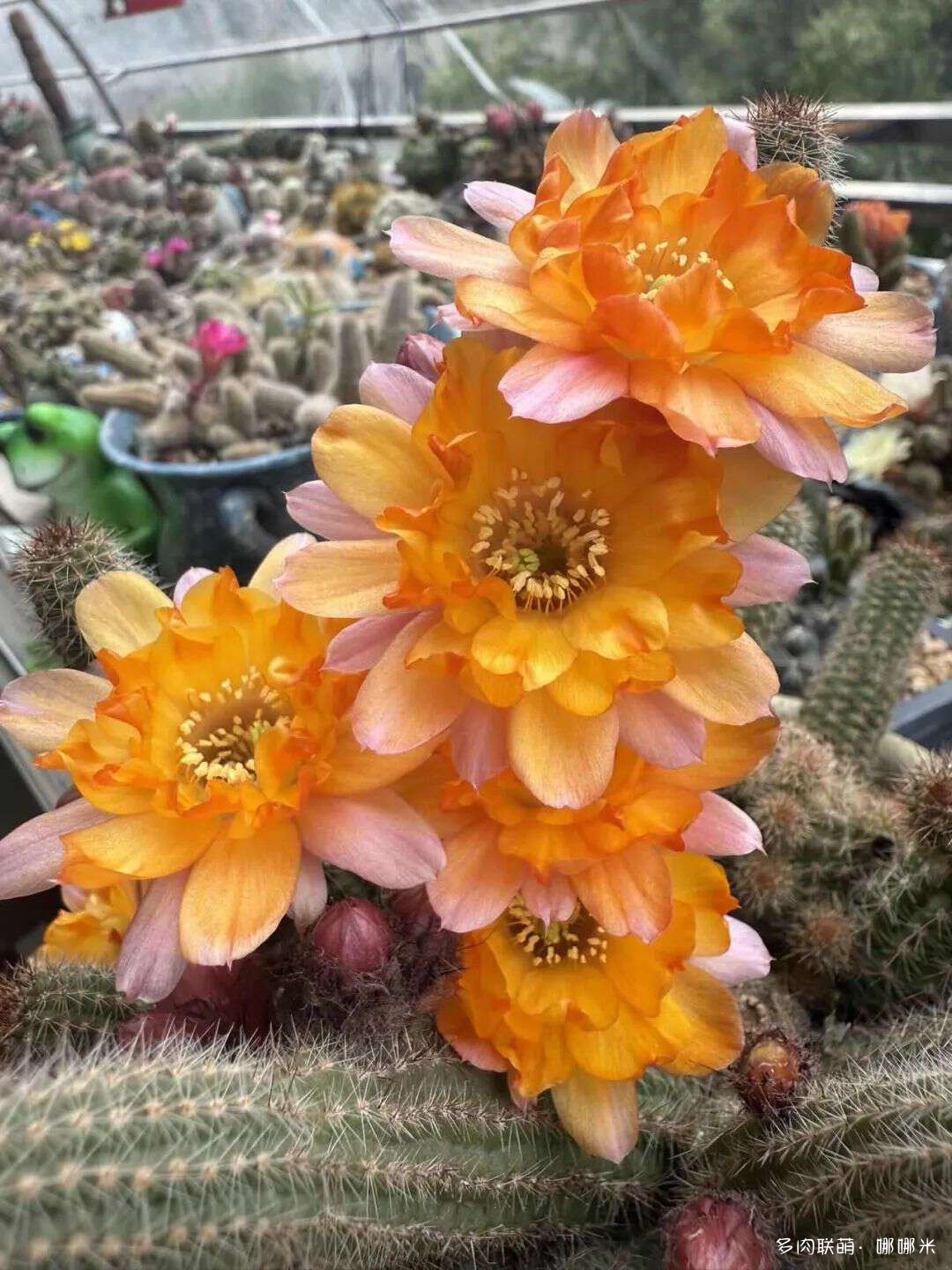 仙人球花各种美