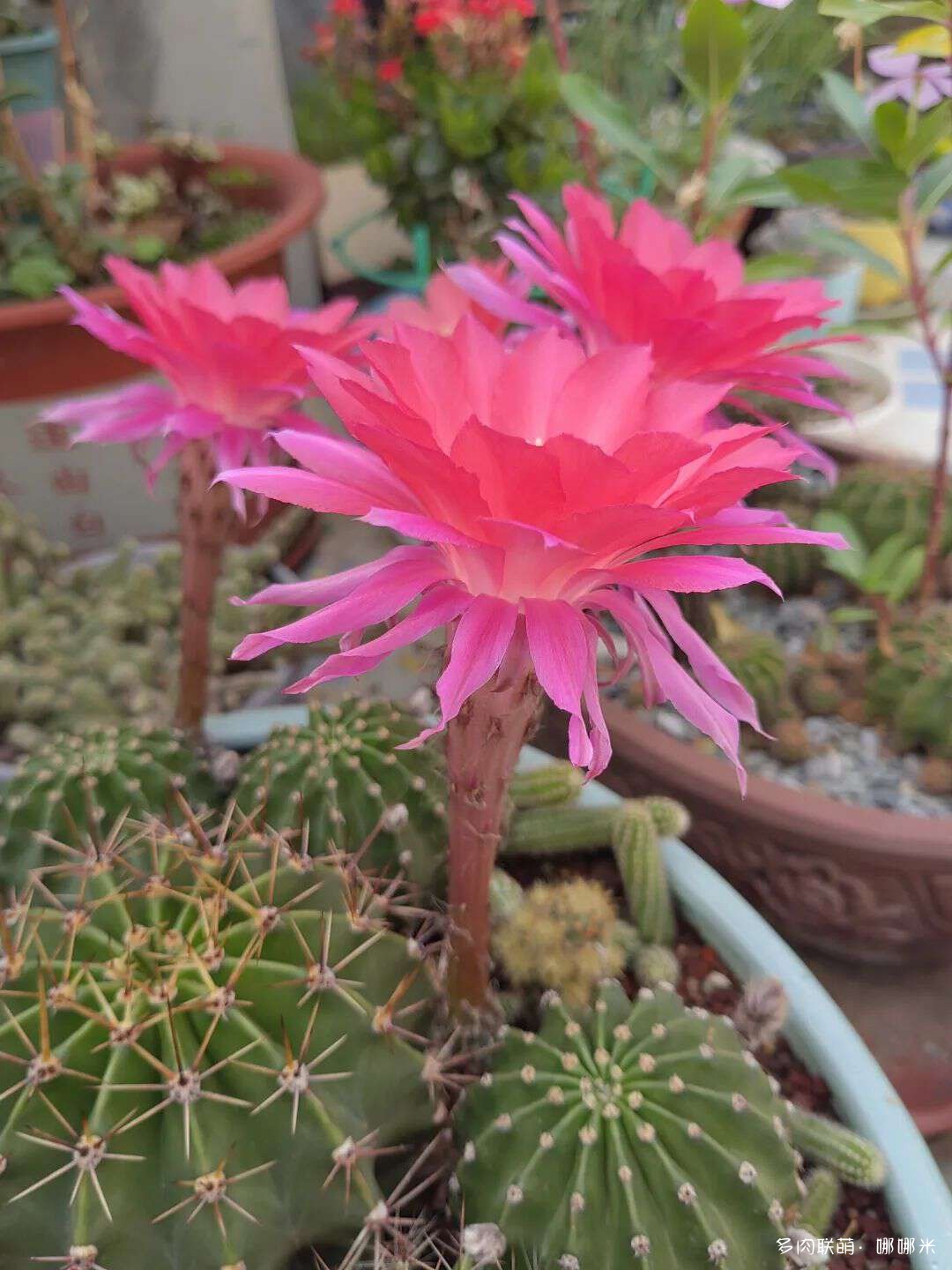 仙人球花各种美