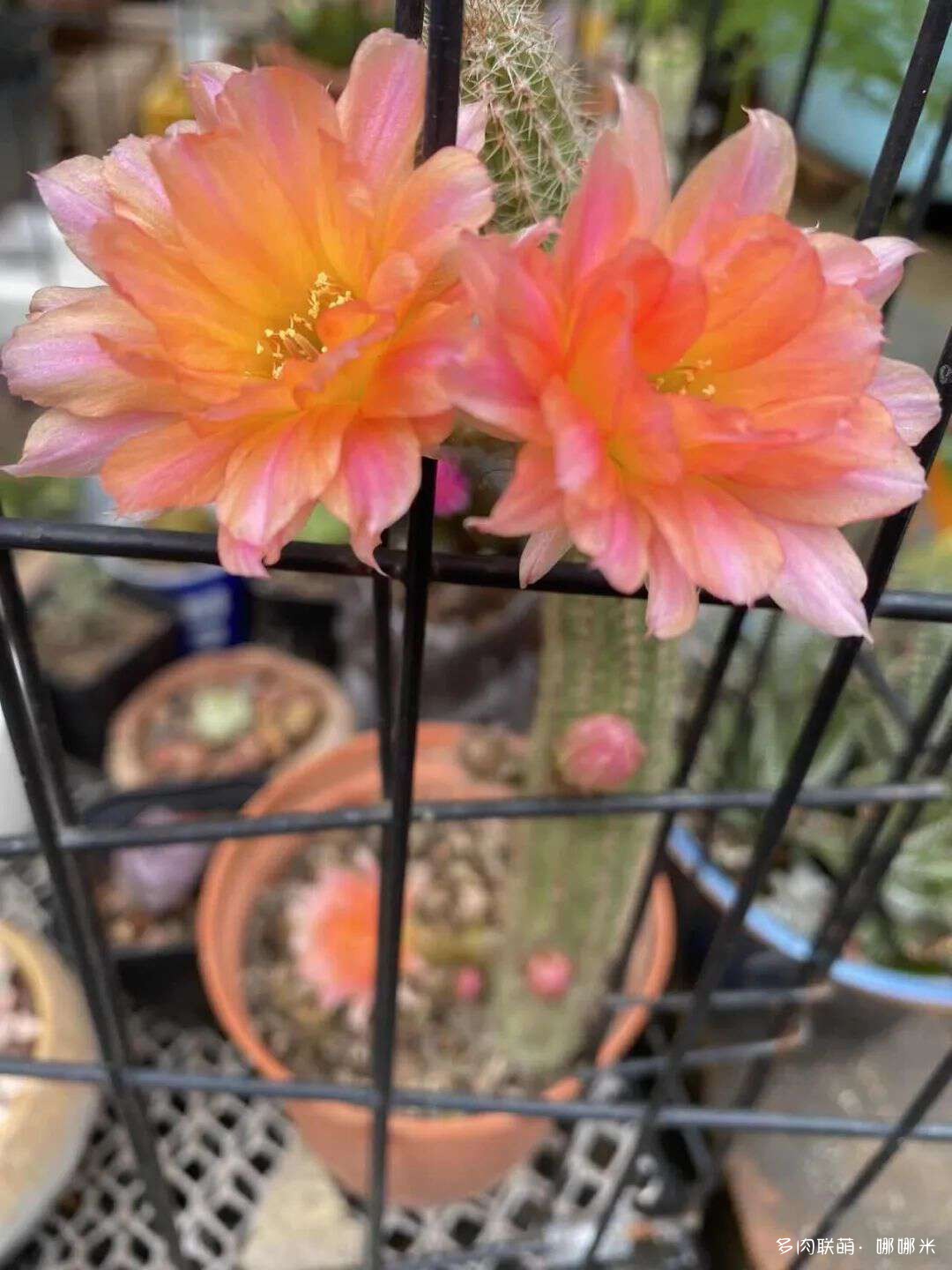 仙人球花各种美