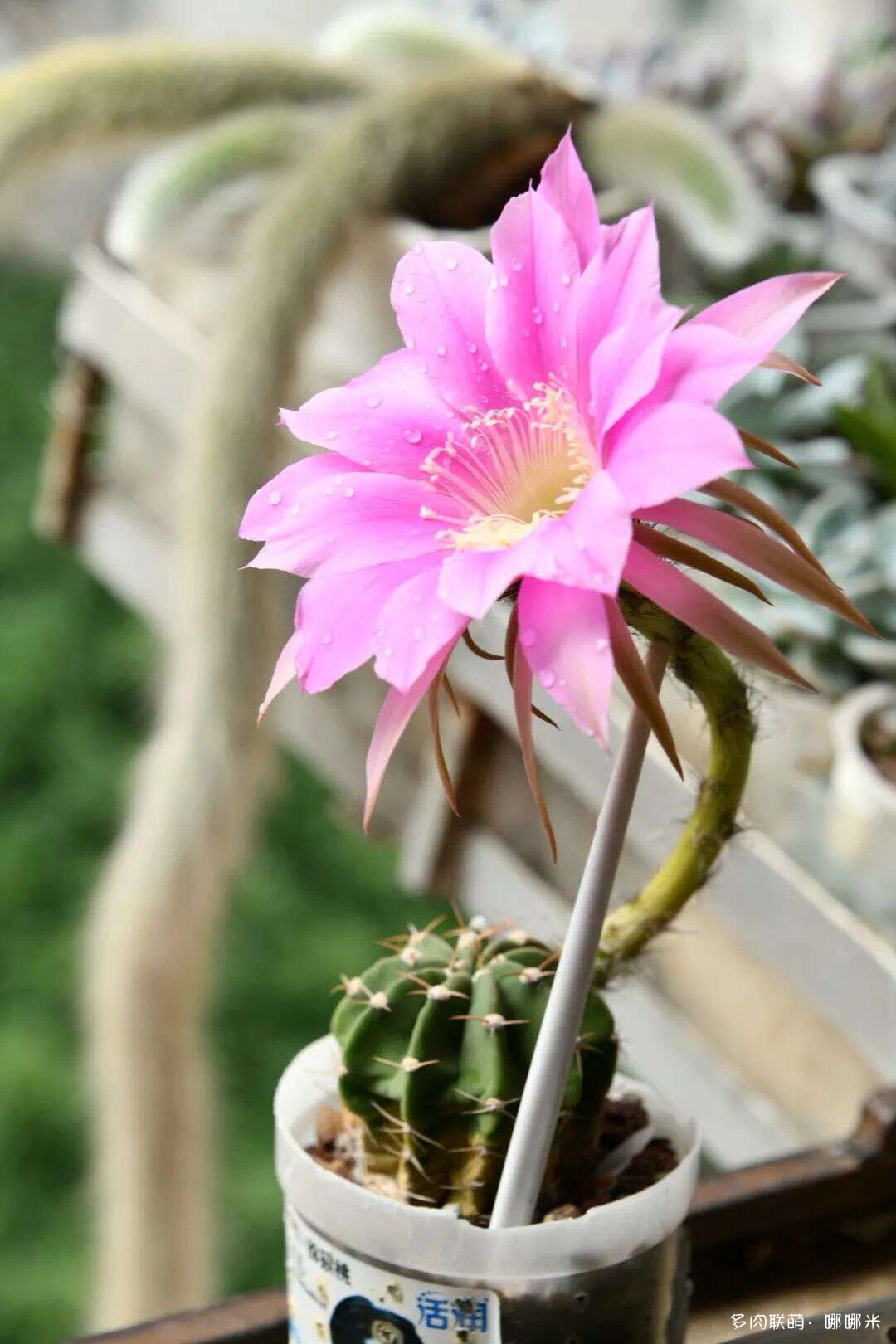 仙人球花各种美