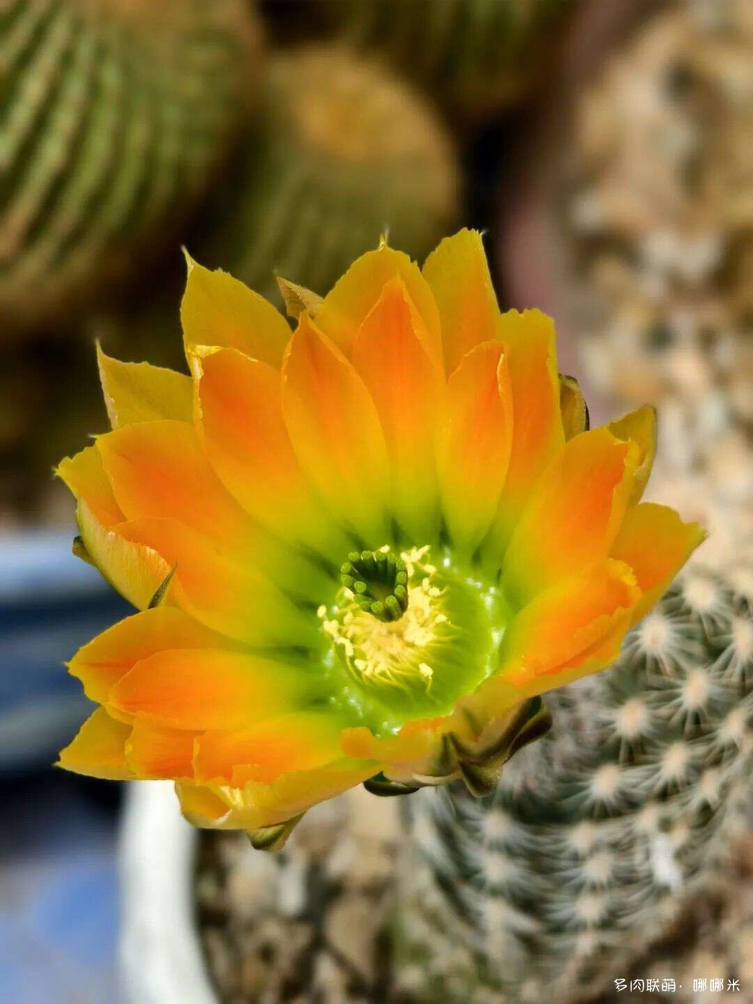 仙人球花各种美