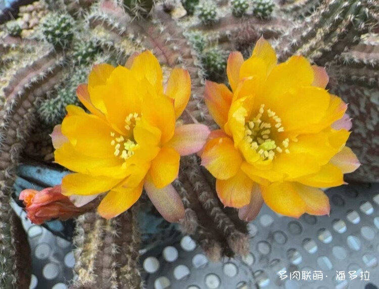 值得夸夸的仙人球花