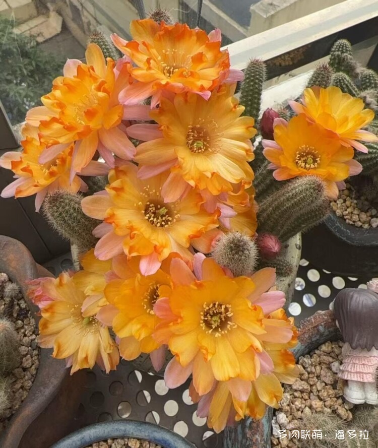 值得夸夸的仙人球花