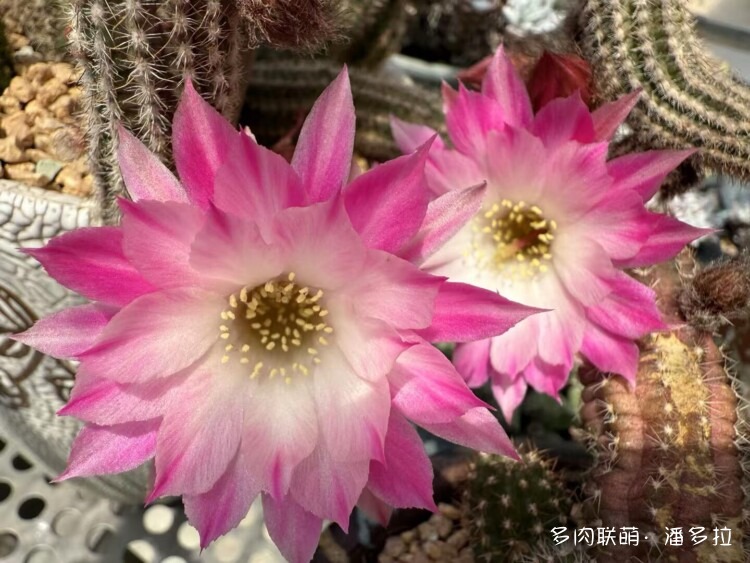 值得夸夸的仙人球花