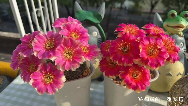 值得夸夸的仙人球花