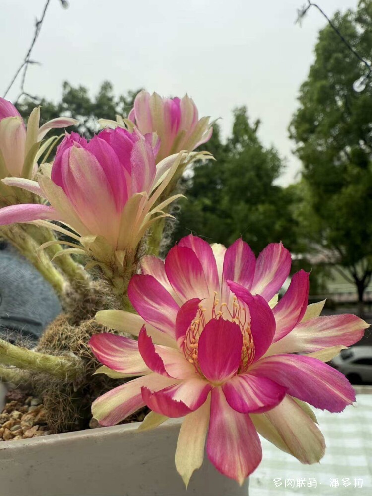值得夸夸的仙人球花