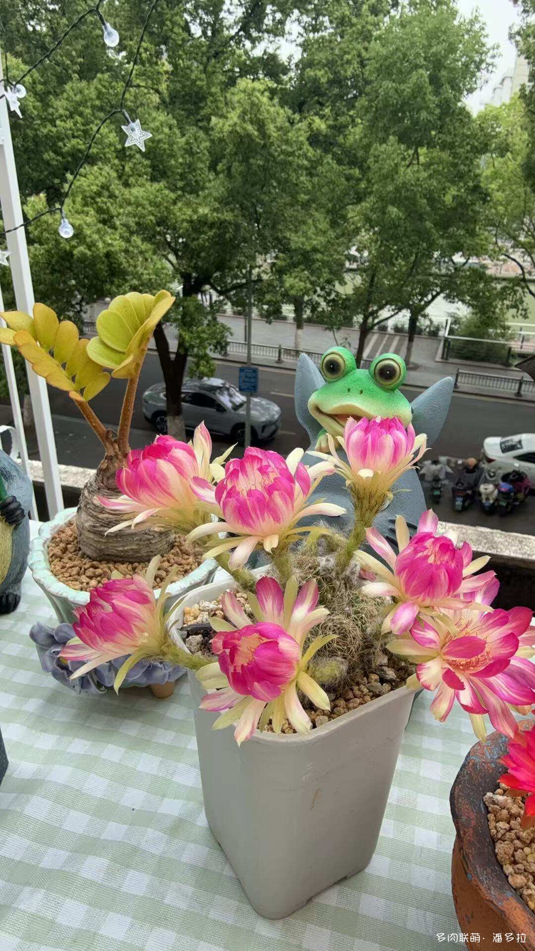 值得夸夸的仙人球花