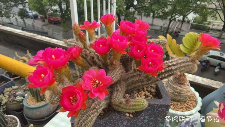 值得夸夸的仙人球花