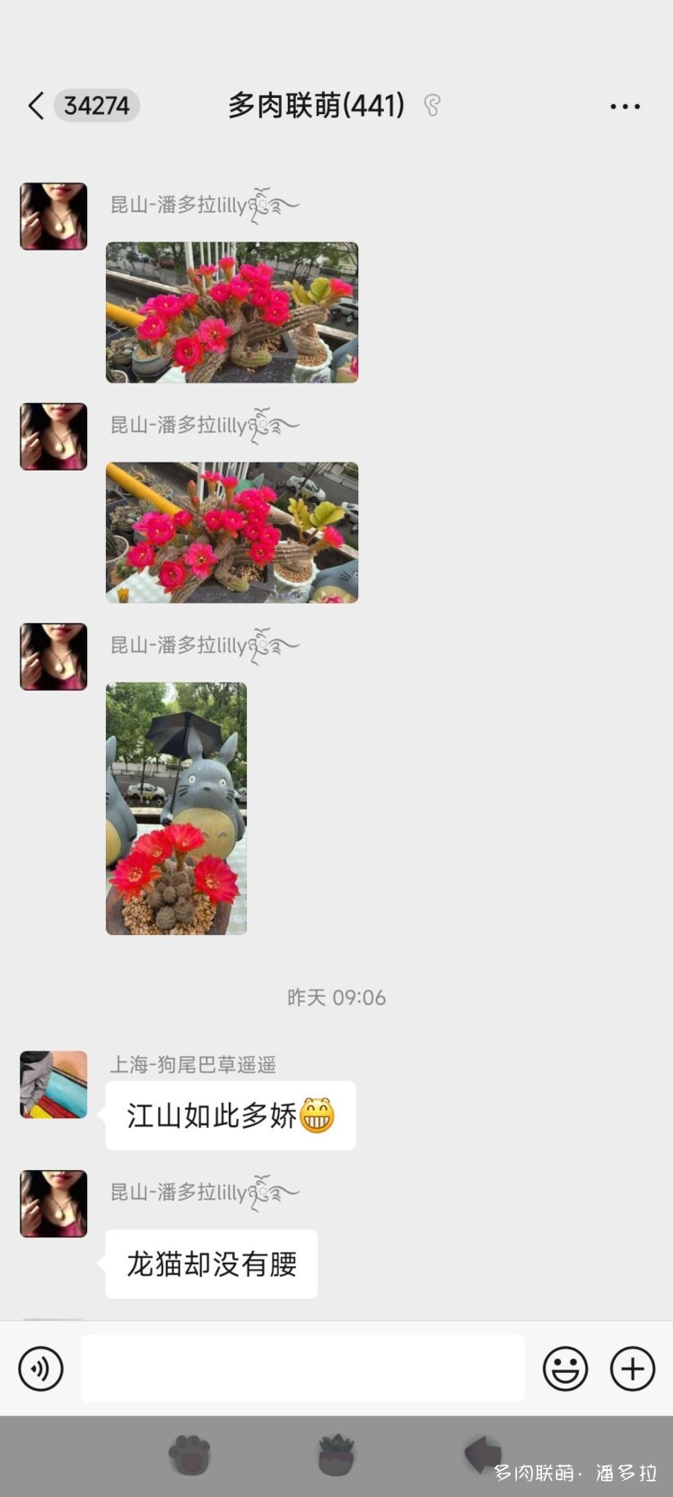 值得夸夸的仙人球花