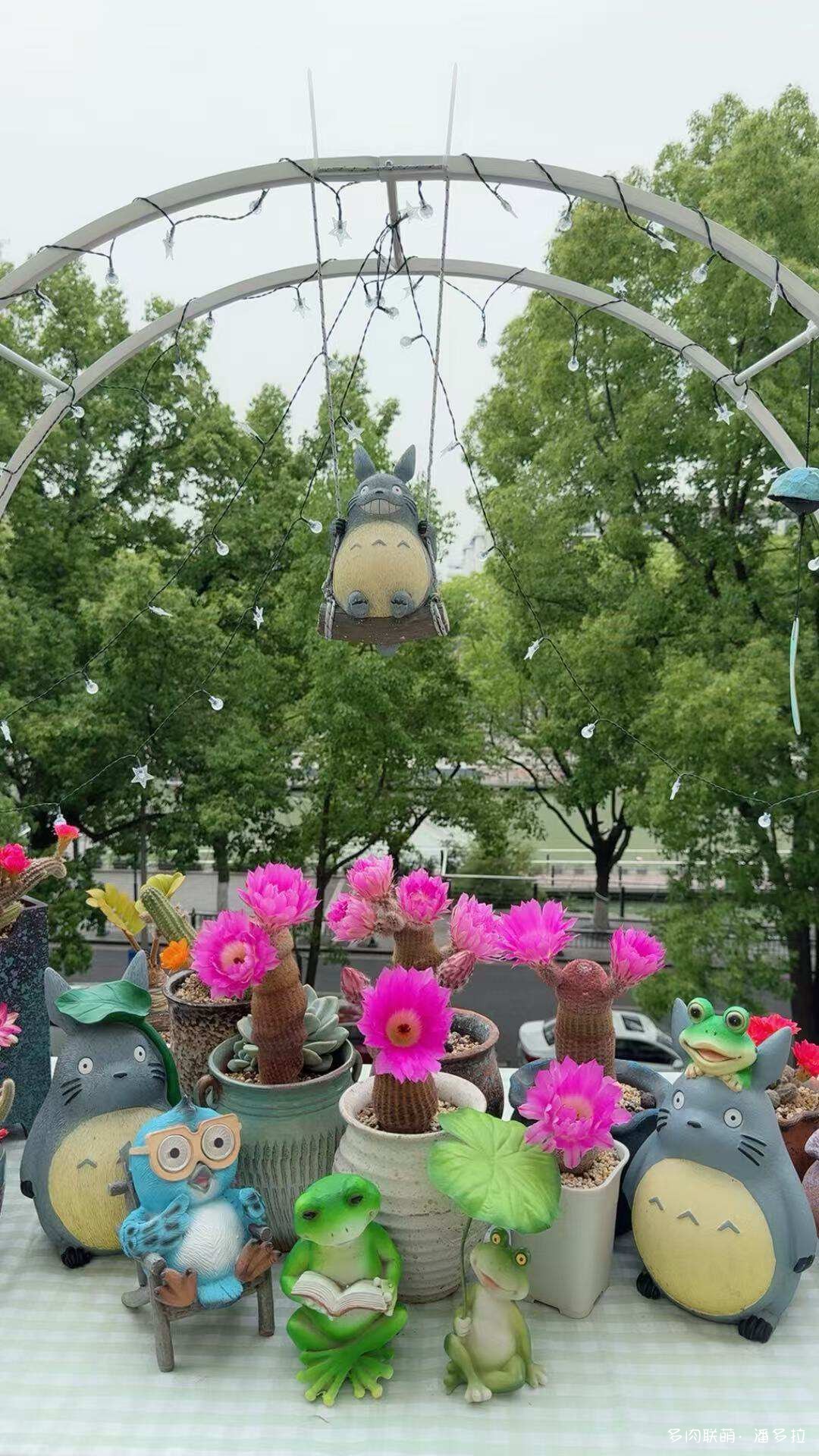 值得夸夸的仙人球花