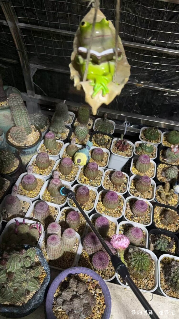 值得夸夸的仙人球花