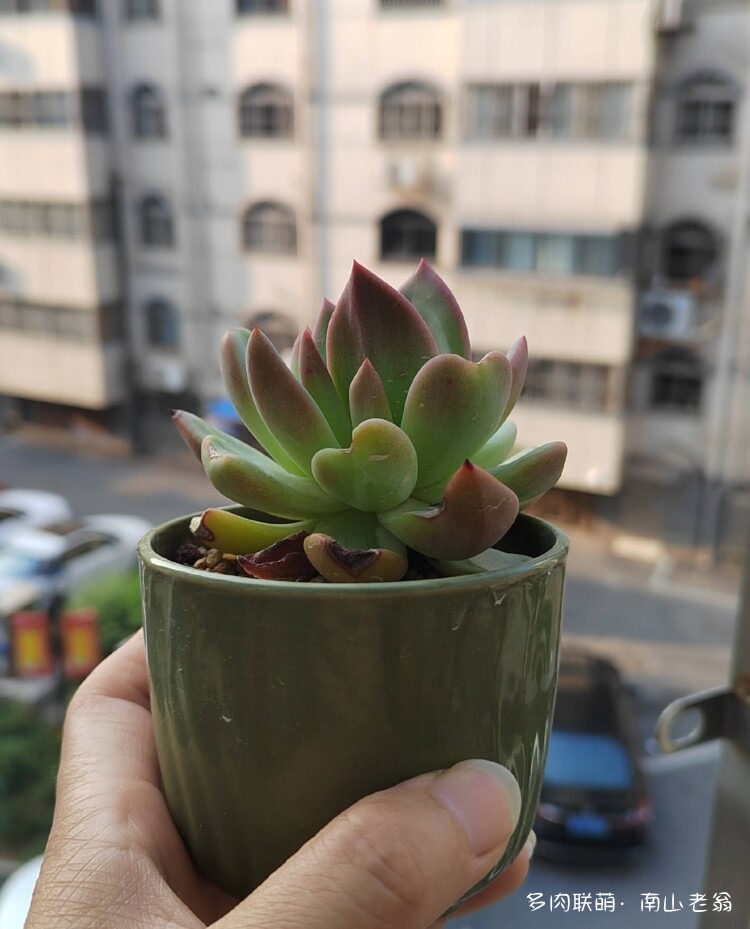 初夏气温正好的多肉
