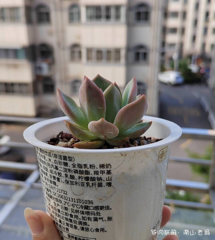初夏气温正好的多肉