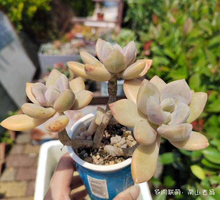 初夏气温正好的多肉