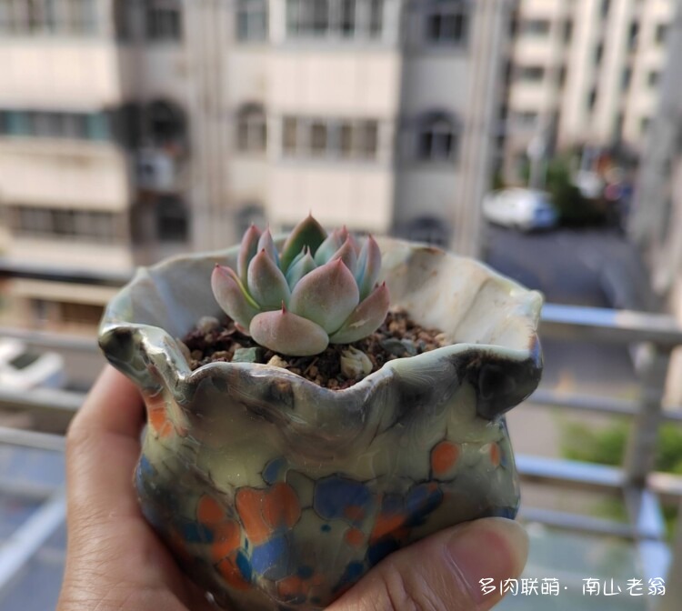 初夏气温正好的多肉