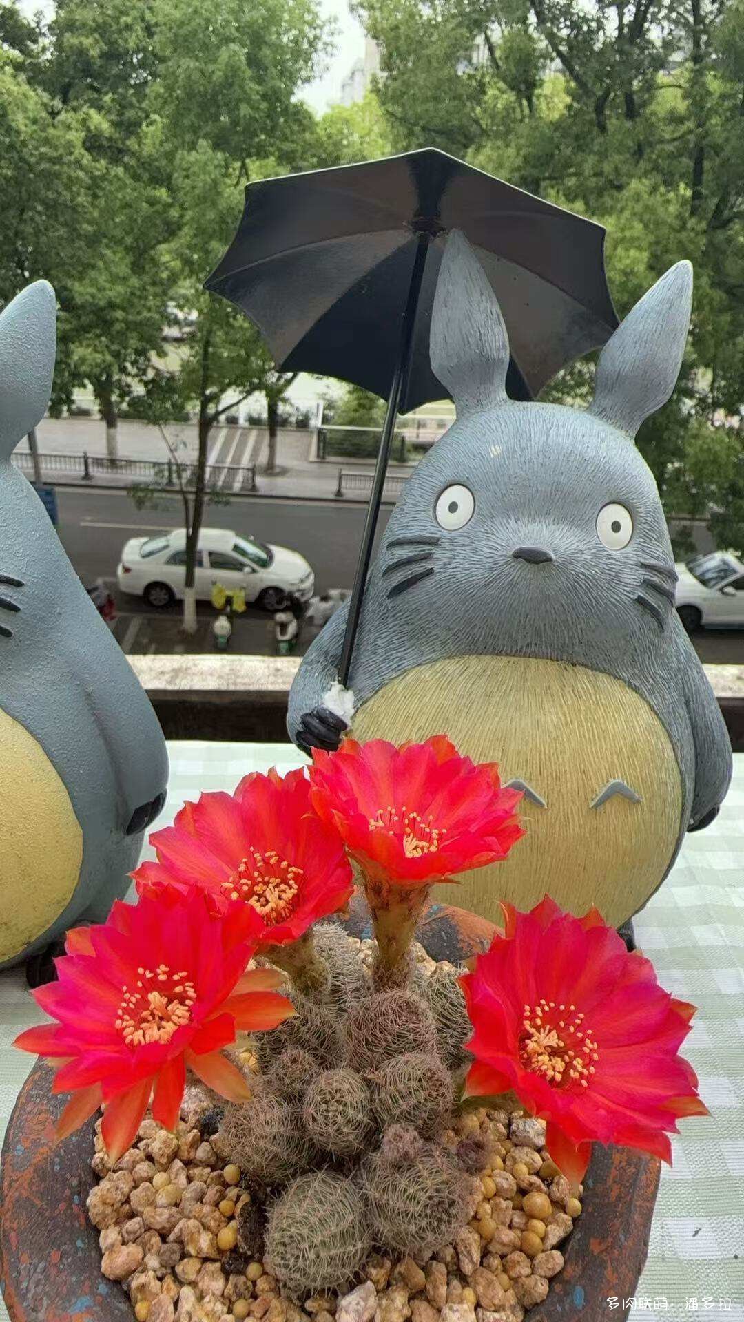 值得夸夸的仙人球花
