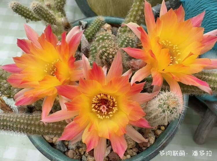 值得夸夸的仙人球花