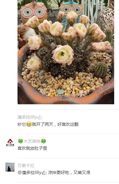 值得夸夸的仙人球花