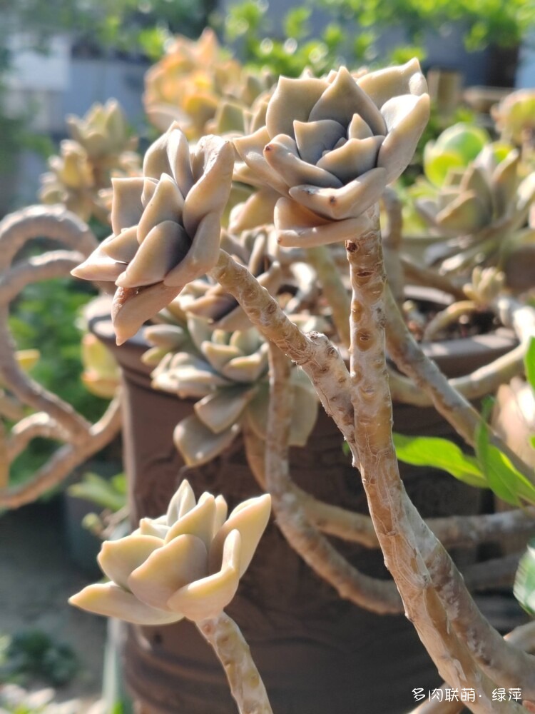 山东多肉小院的夏天多肉