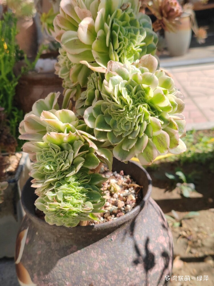 山东多肉小院的夏天多肉