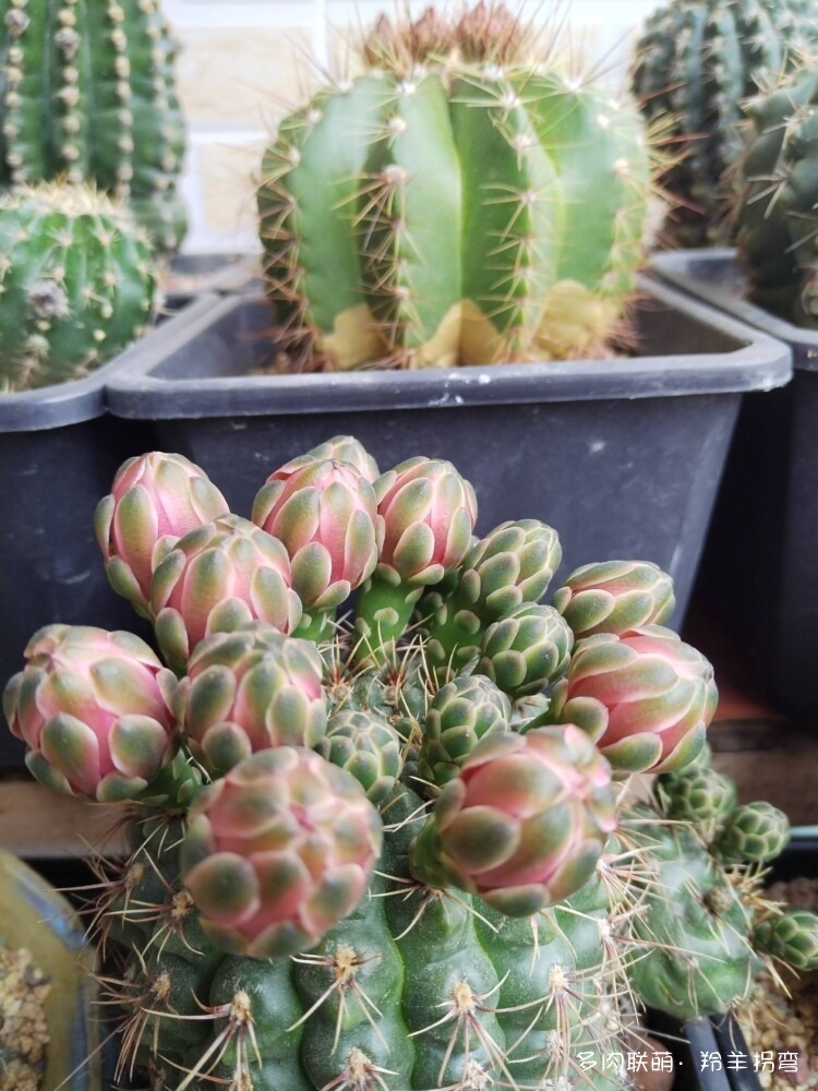 仙人花仙人梦