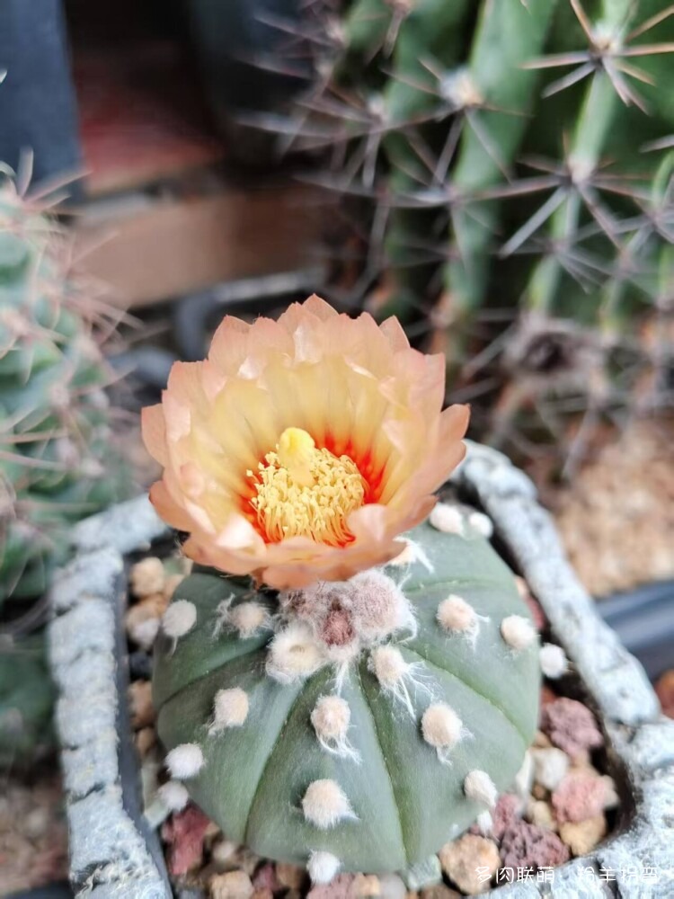 仙人花仙人梦
