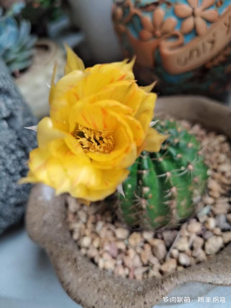 仙人花仙人梦
