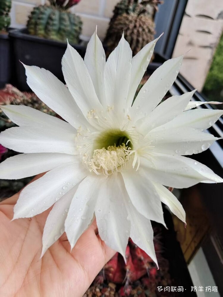 仙人花仙人梦