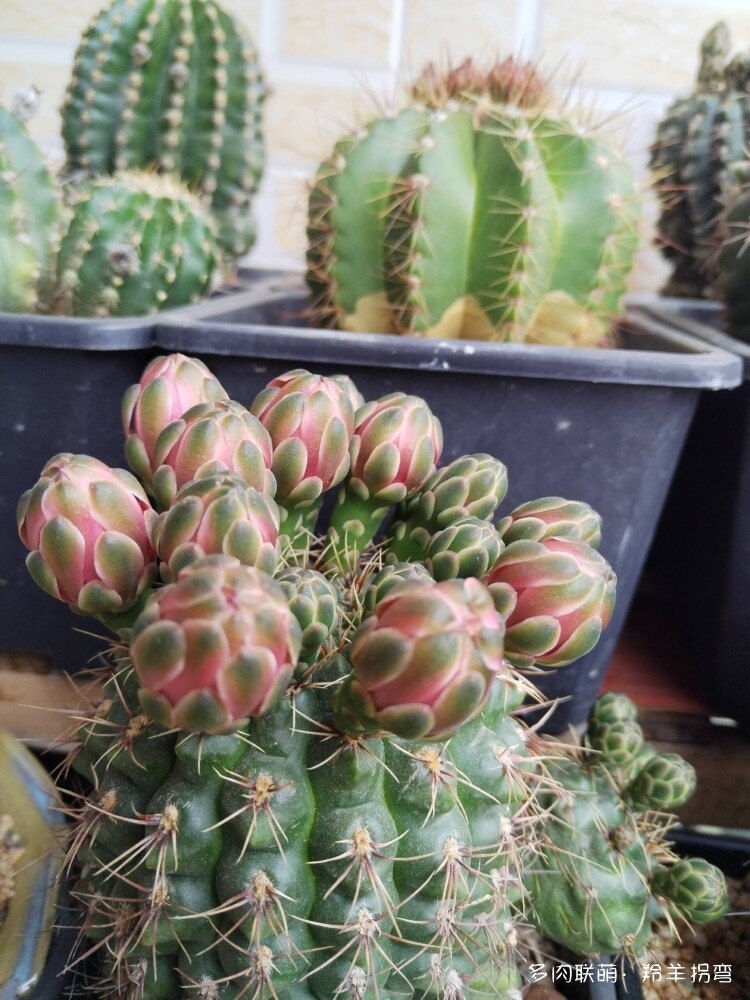 仙人花仙人梦