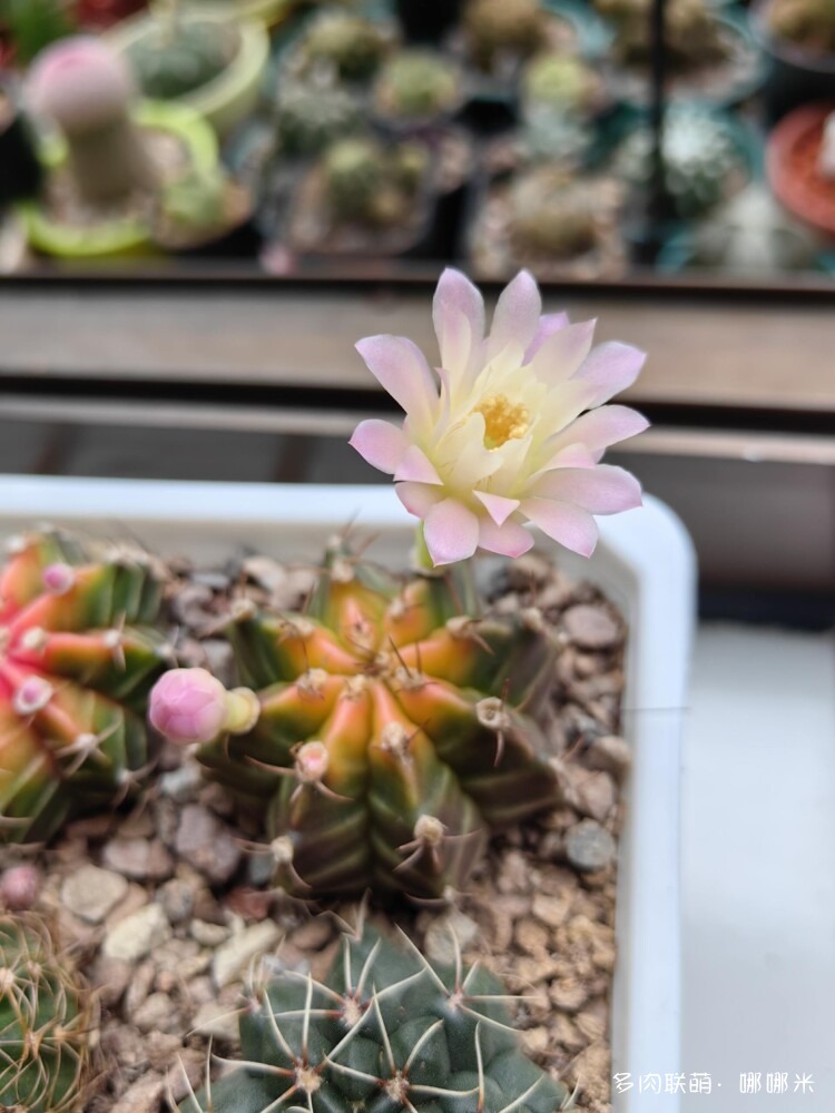 群英荟萃仙人球
