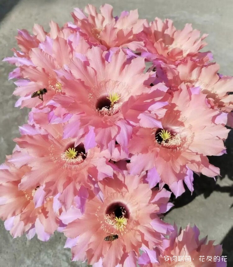 花友的仙人球花也很漂亮