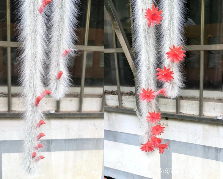 花友的仙人球花也很漂亮