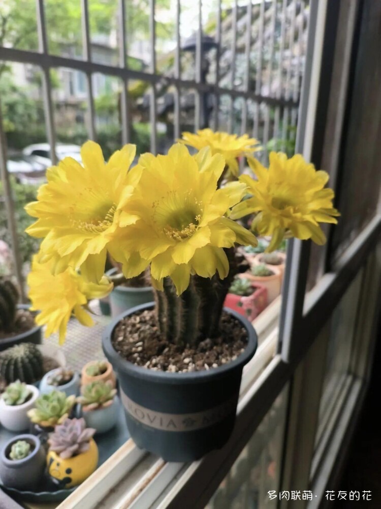 花友的仙人球花也很漂亮