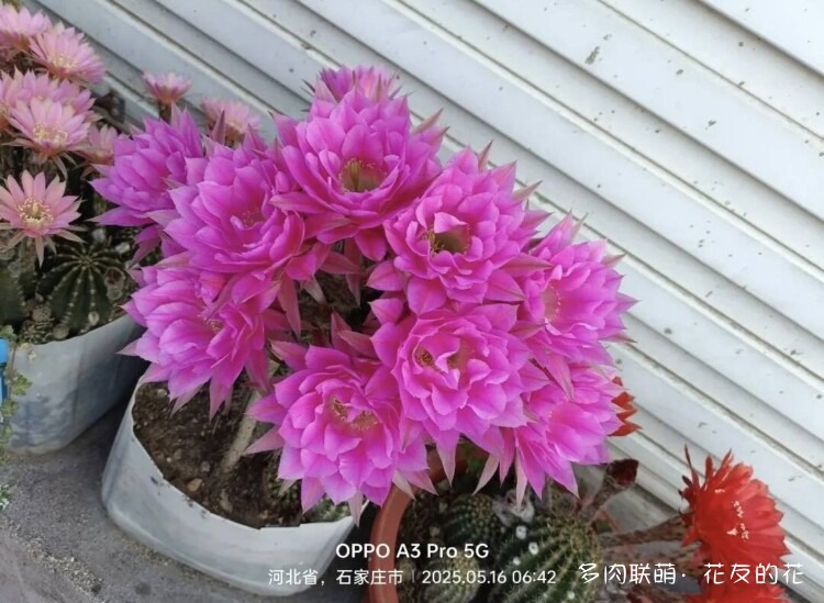 花友的仙人球花也很漂亮