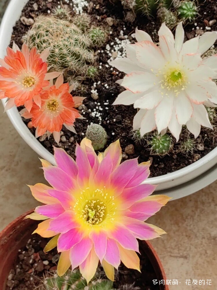 花友的仙人球花也很漂亮