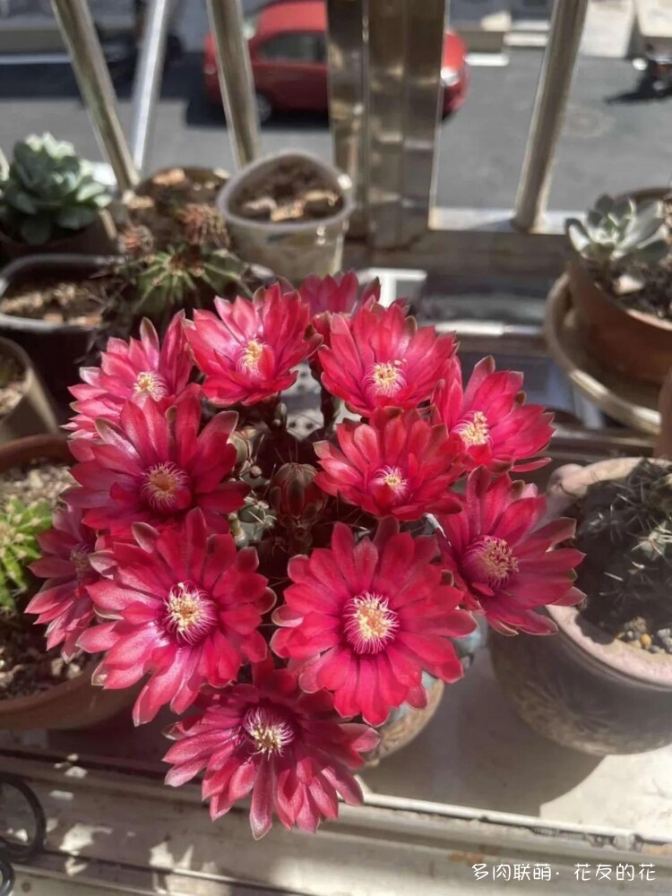 花友的仙人球花也很漂亮