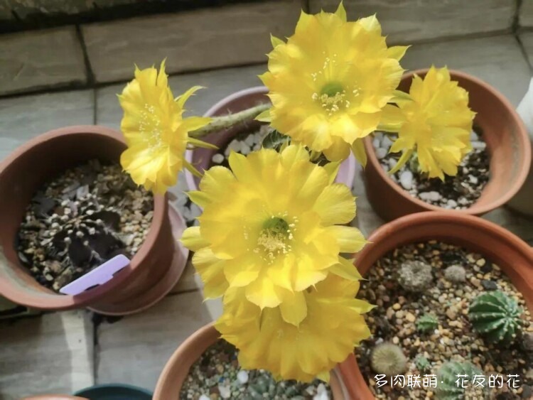 花友的仙人球花也很漂亮
