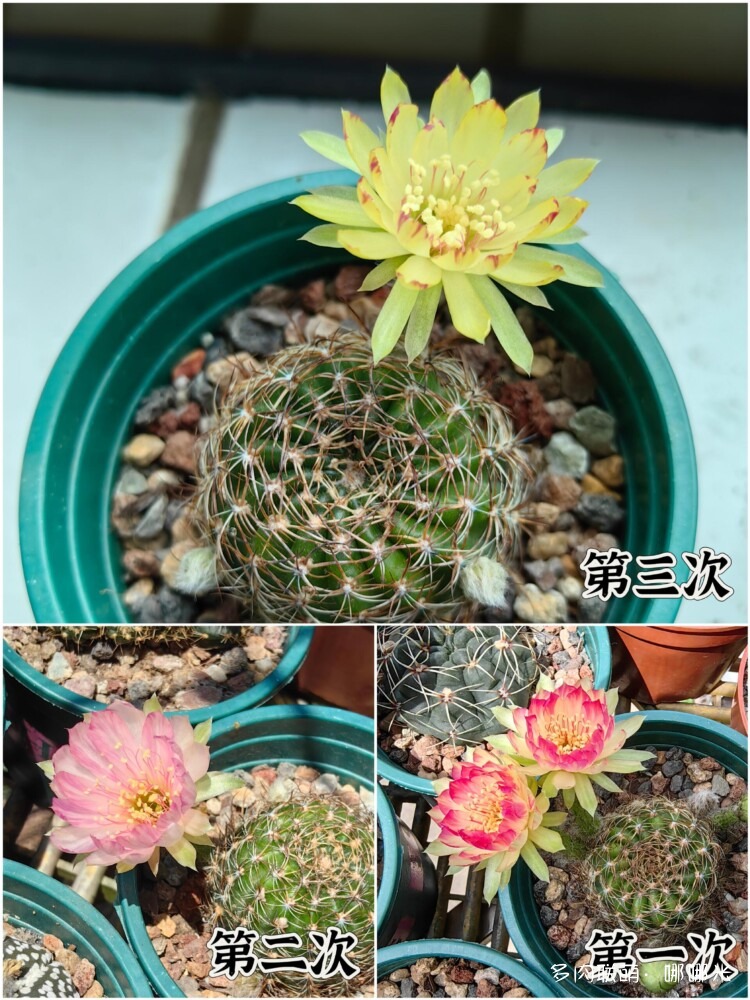 群英荟萃仙人球