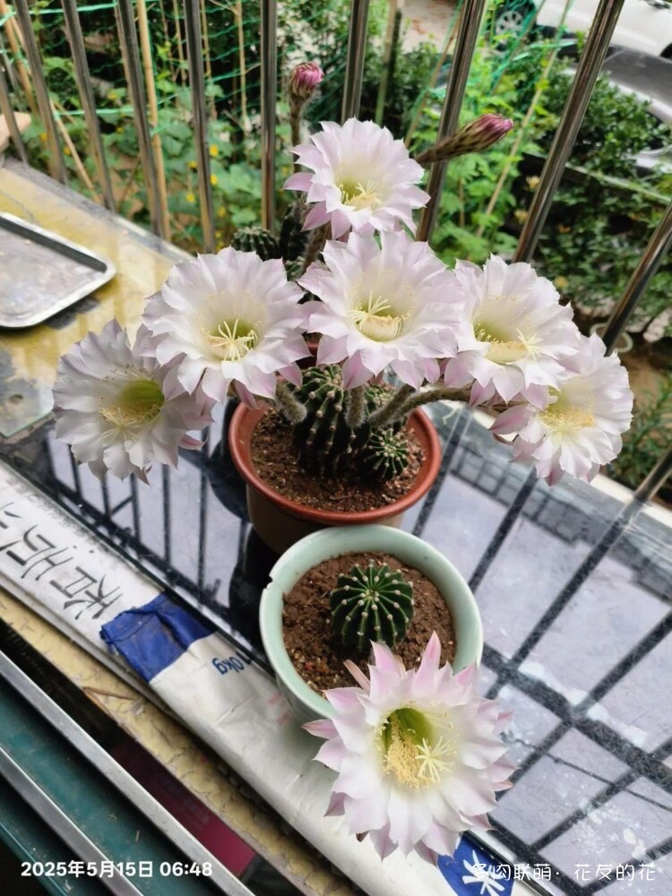 花友的仙人球花也很漂亮