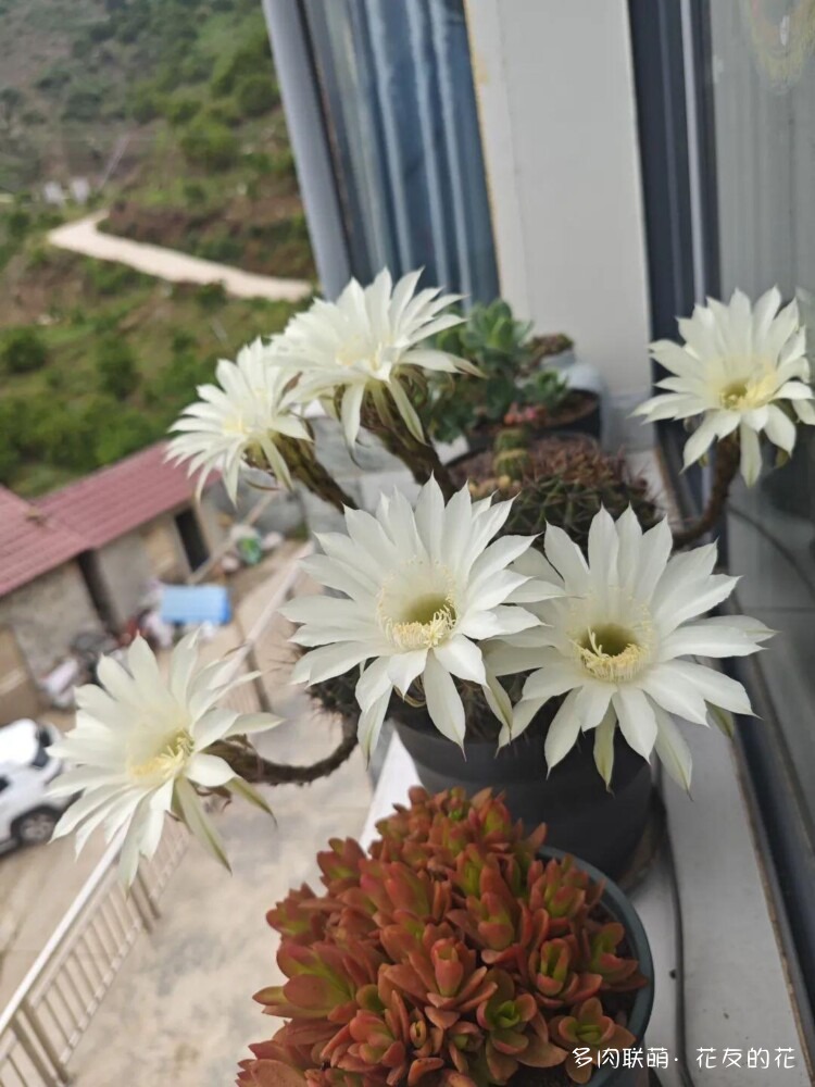 花友的仙人球花也很漂亮