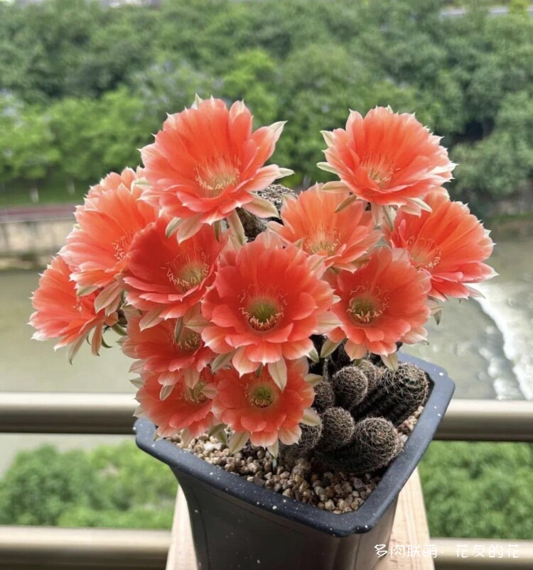 花友的仙人球花也很漂亮