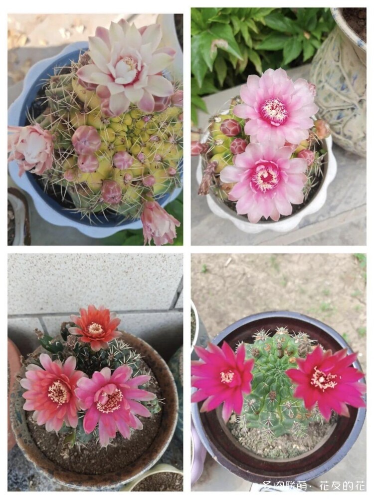 花友的仙人球花也很漂亮