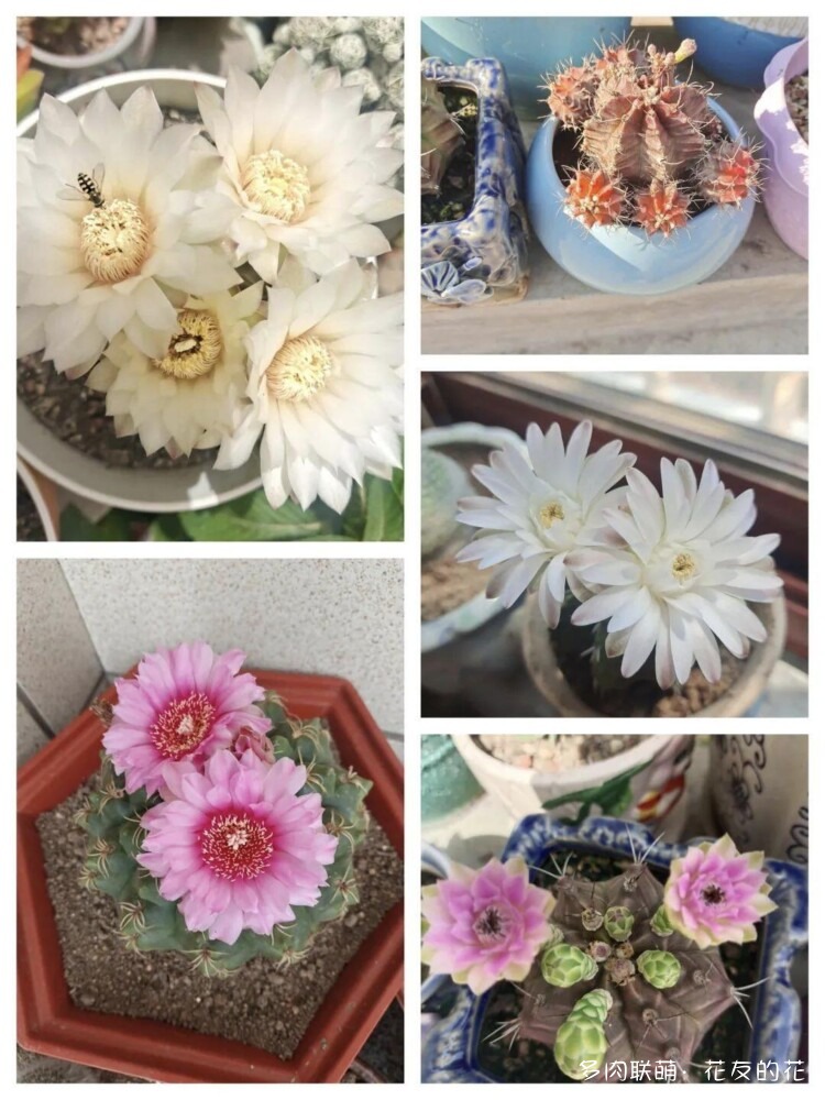 花友的仙人球花也很漂亮