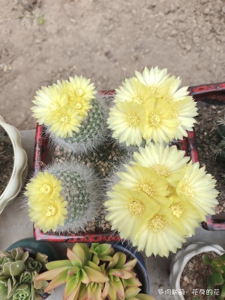 花友的仙人球花也很漂亮